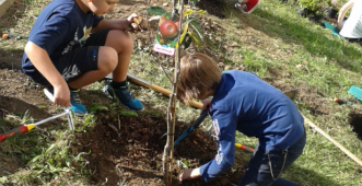 Garten AG pflanzt Obstbäume auf dem Schulgelände